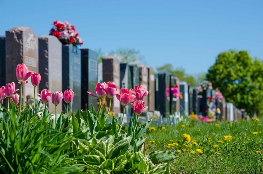 Pink tulips bloom in the foreground of a cemetery with rows of gravestones adorned with colorful flowers, set against a clear blue sky and green trees in the background.