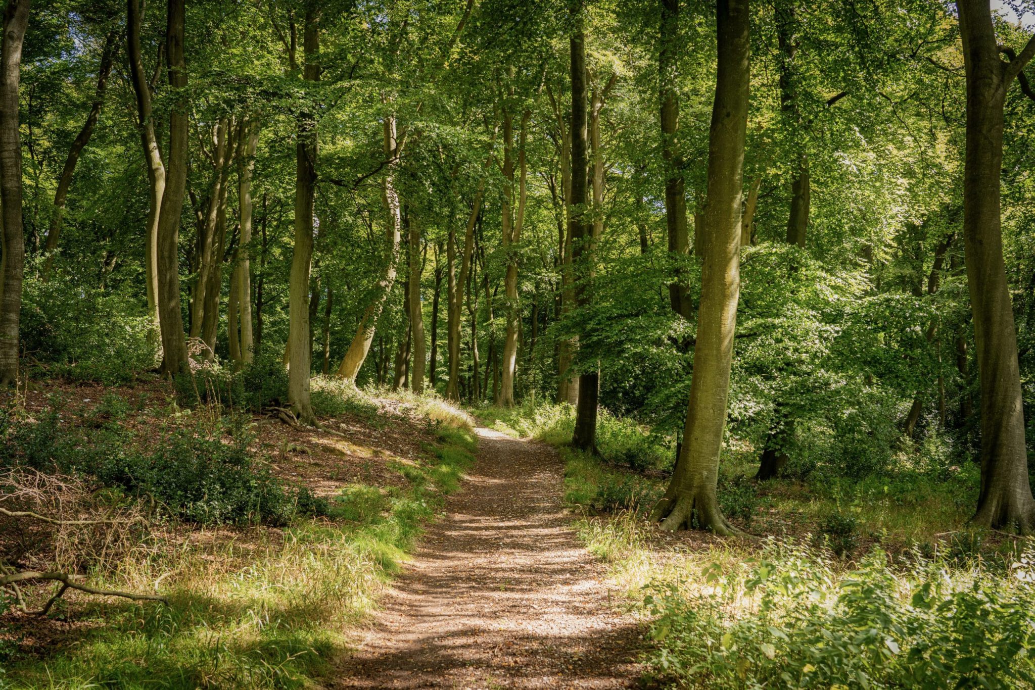 A sunlit dirt path winds through a lush green forest with tall trees and dappled sunlight filtering through the leaves, creating a peaceful, inviting atmosphere.