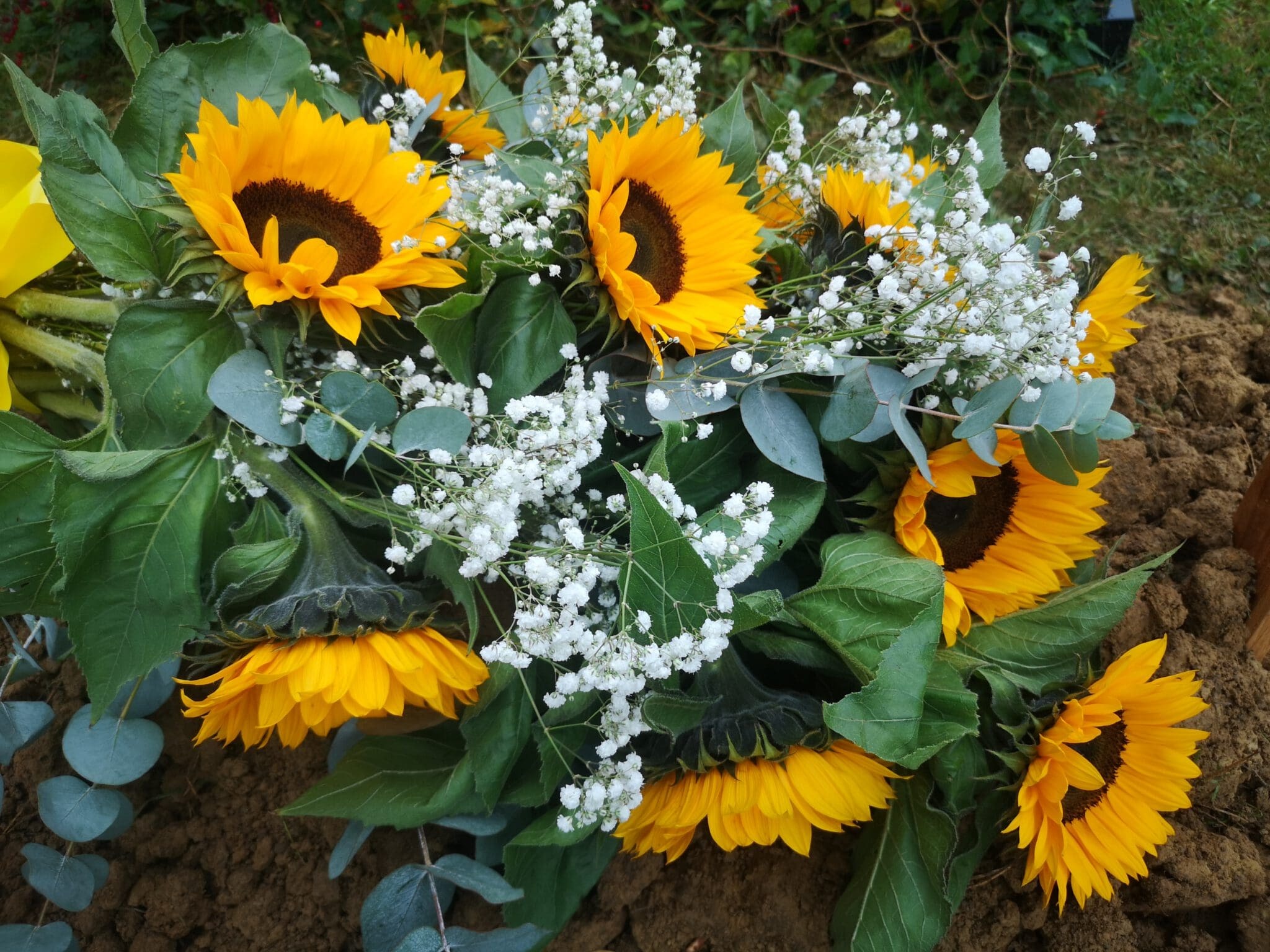A bouquet of bright yellow sunflowers and small white baby's breath flowers rests on a patch of brown soil, surrounded by green leaves.